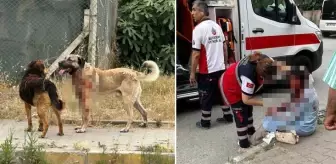 İstanbul'un göbeğinde vahşet! Ataşehir'de bir köpek yoldan geçen kadına saldırarak ağır yaraladı