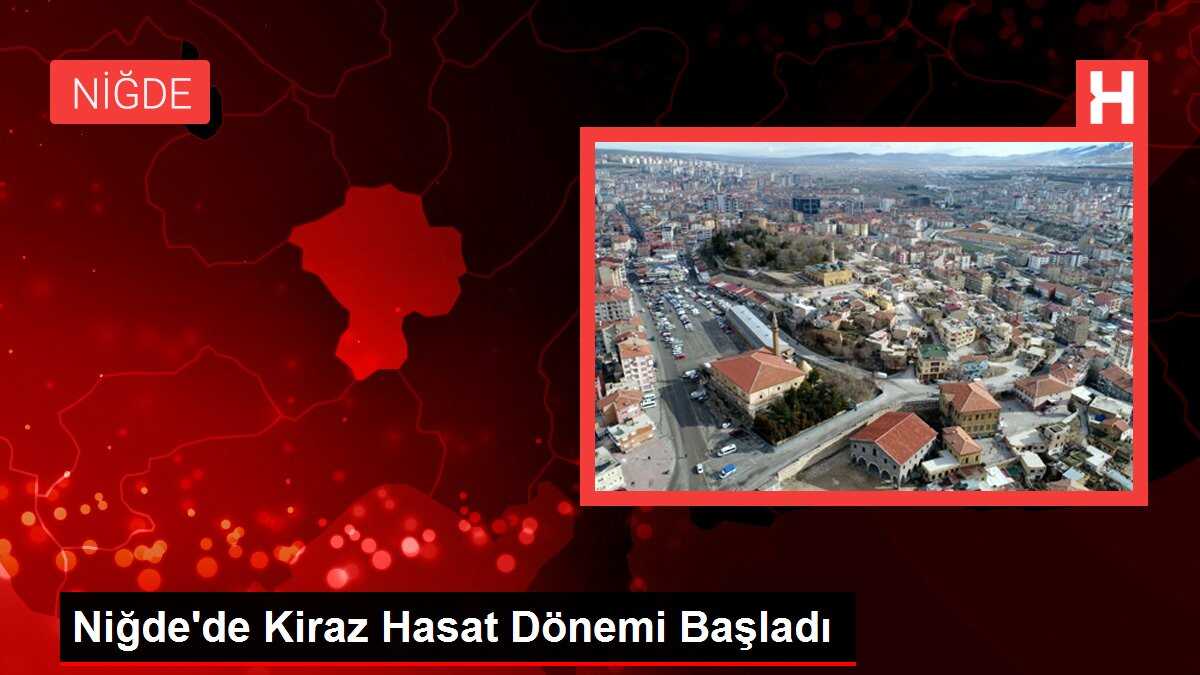Niğde'de Kiraz Hasat Dönemi Başladı