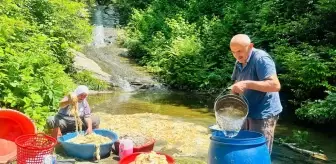 Ordu'nun Çambaşı Yaylası'nda Koyun Yünleri Hazırlanıyor
