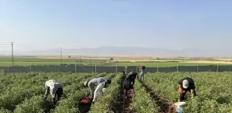 Silopi'de çiftçi fide desteğiyle ürün hasadına başladı