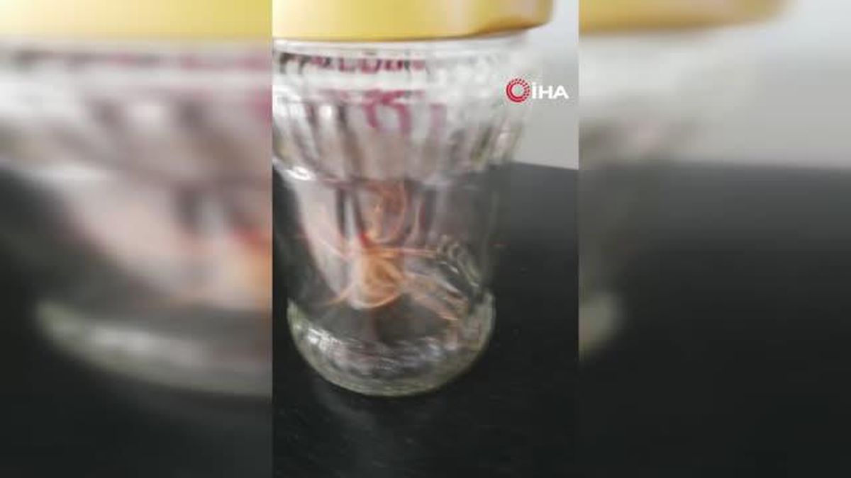Sungurlu'da 'sarı kız' paniği