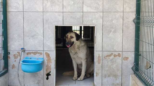 Tatil için Türkiye'ye gelen küçük çocuğa, başıboş sokak köpeği saldırdı