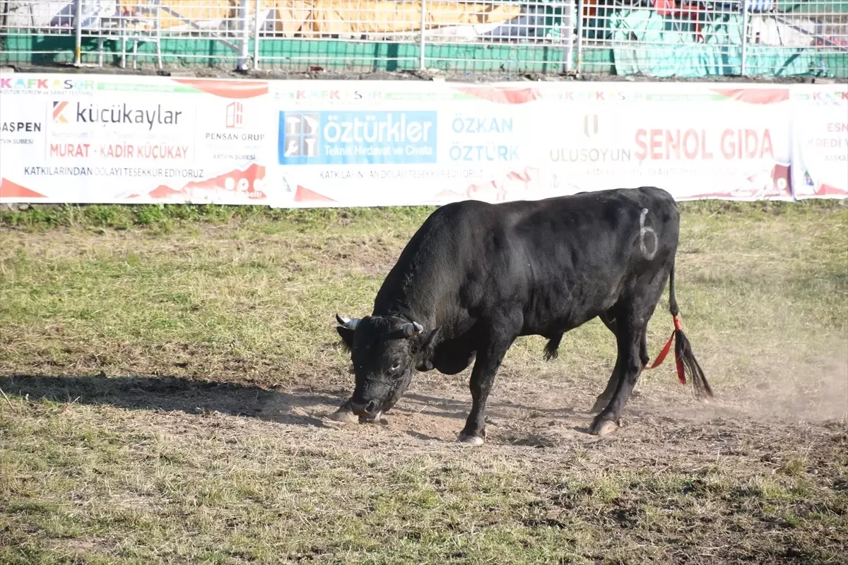 Artvin'de Kafkasör Kültür, Turizm ve Sanat Festivali'nde Boğa Güreşleri Gerçekleştirildi