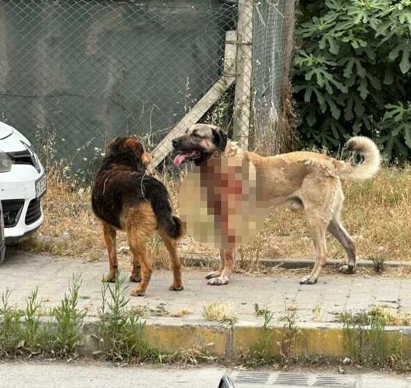 Isırdığı kadın yaşam savaşı veriyor! Saldırgan köpeğin sahibi bekçi gözaltına alındı
