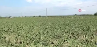 Manisa'yı dolu vurdu, tarım arazileri zarar gördü