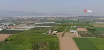 Urfa isotuna rakip çıktı: Aslanlar biberi