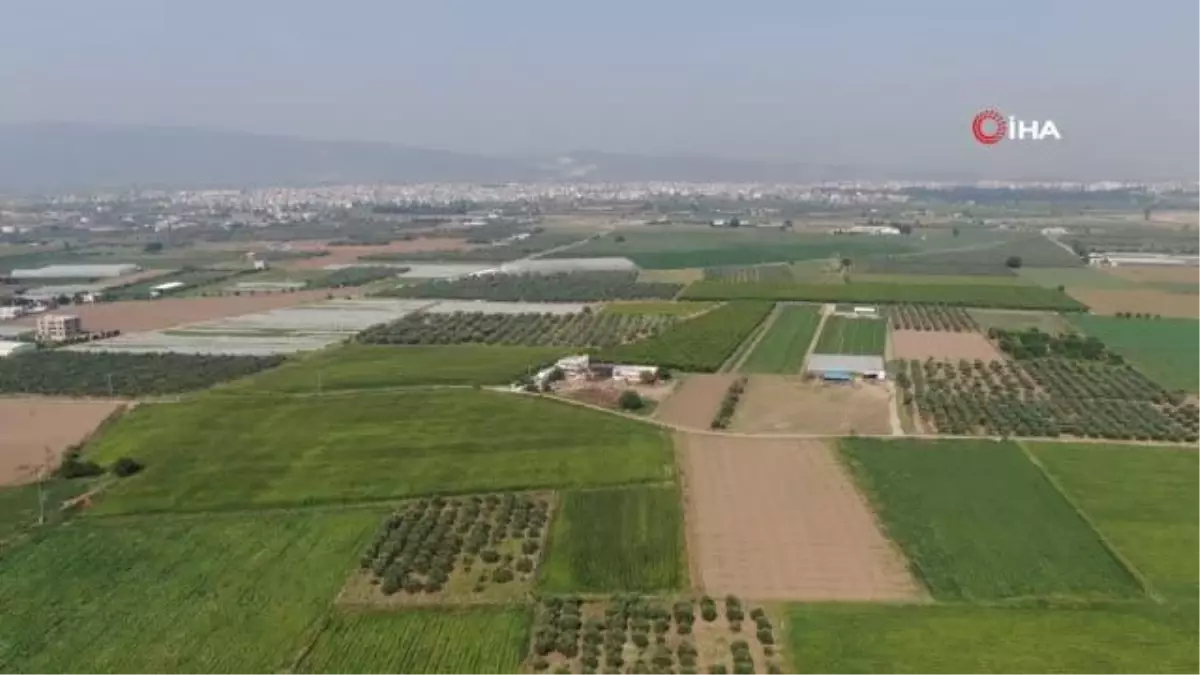 Urfa isotuna rakip çıktı: Aslanlar biberi