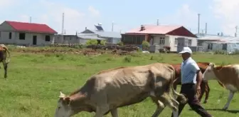 Ardahan'da şap hastalığı nedeniyle tüm köyler ve mahalleler karantinaya alındı