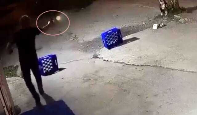 Dehşete düşüren görüntü! Tartıştığı mekan sahibinin ağaca bağlı köpeğine bir şarjör mermi sıktı
