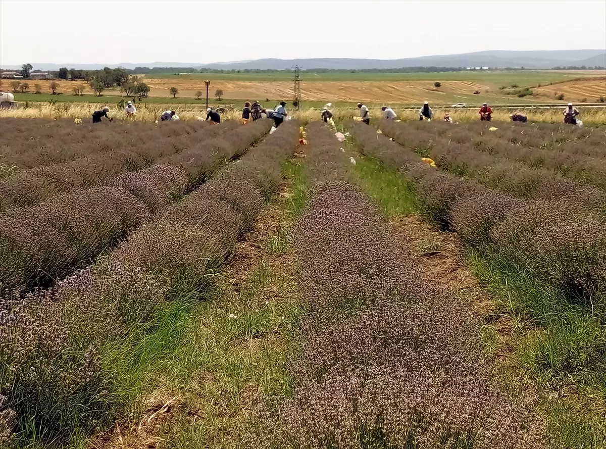 Edirne Vali Vekili Kırkpınar Yağlı Güreşleri'ni Kutladı