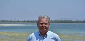 İzmir Körfezi'nde Deniz Marulu Artışı