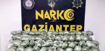 Gaziantep'te 80 Kilo Skunk Ele Geçirildi, 4 Şüpheli Gözaltına Alındı