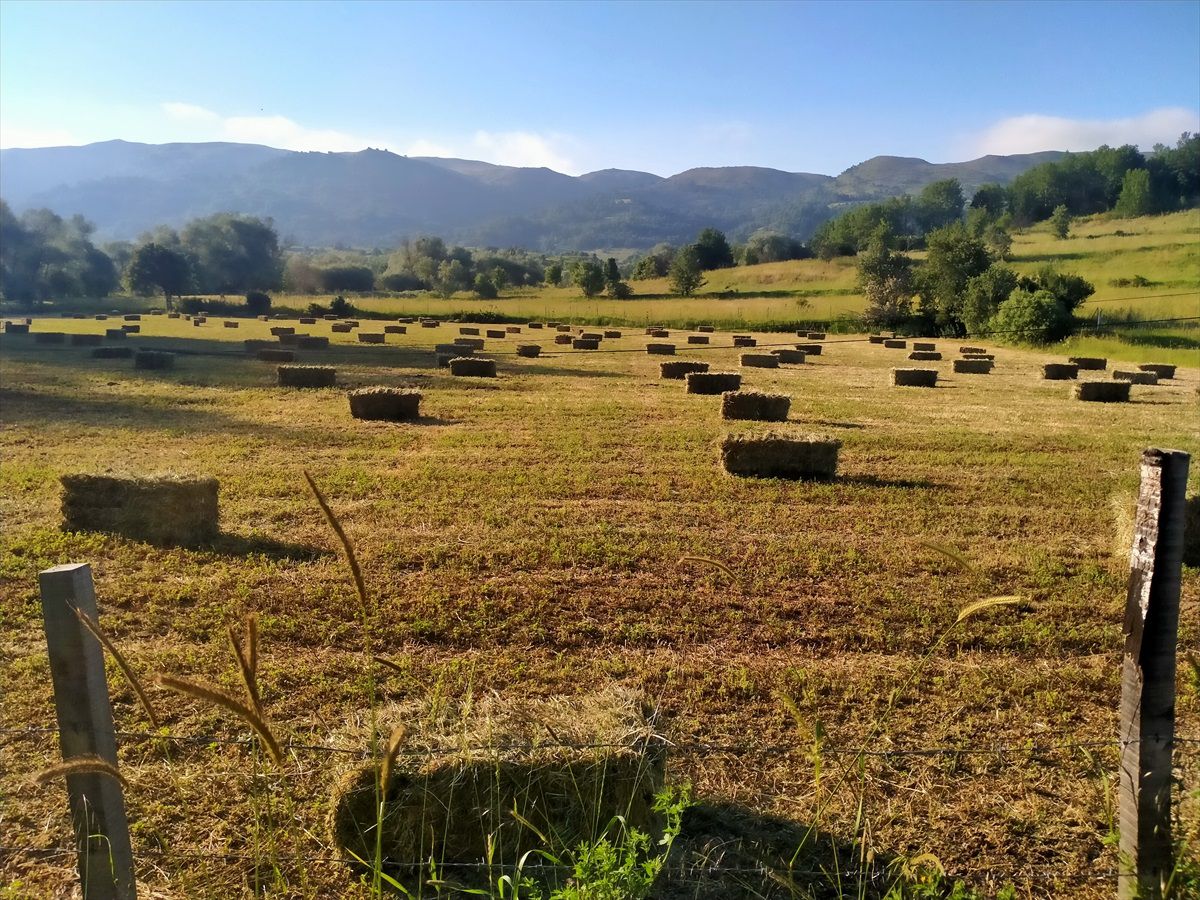 Tokat'ta Ot Hasadı Başladı