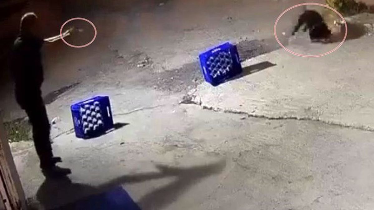Ağaca bağlı köpeğe kurşun yağdıran saldırganın ifadesi ortaya çıktı! Arkadaşına saldırdığı için öldürmüş