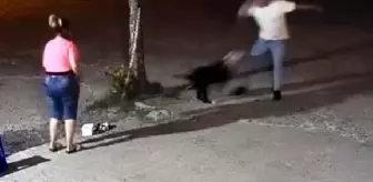 Köpek Saldırısı Sonucu Vurulan Hayvan