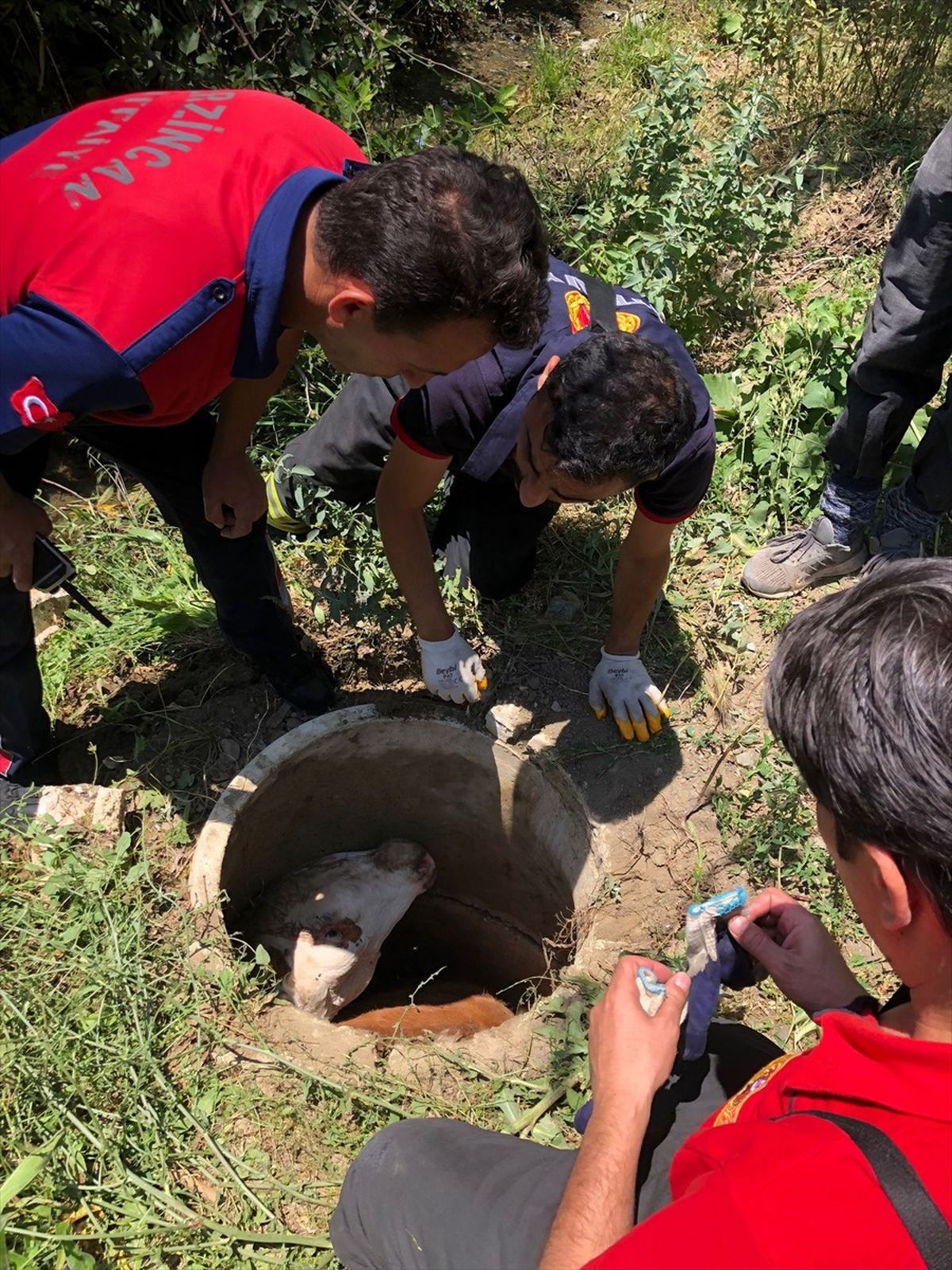 Erzincan'da Kanalizasyon Kuyusuna Düşen İnek Kurtarıldı