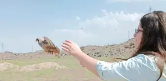 Tuzluca'da 15 Kınalı Kekliğe El Konuldu
