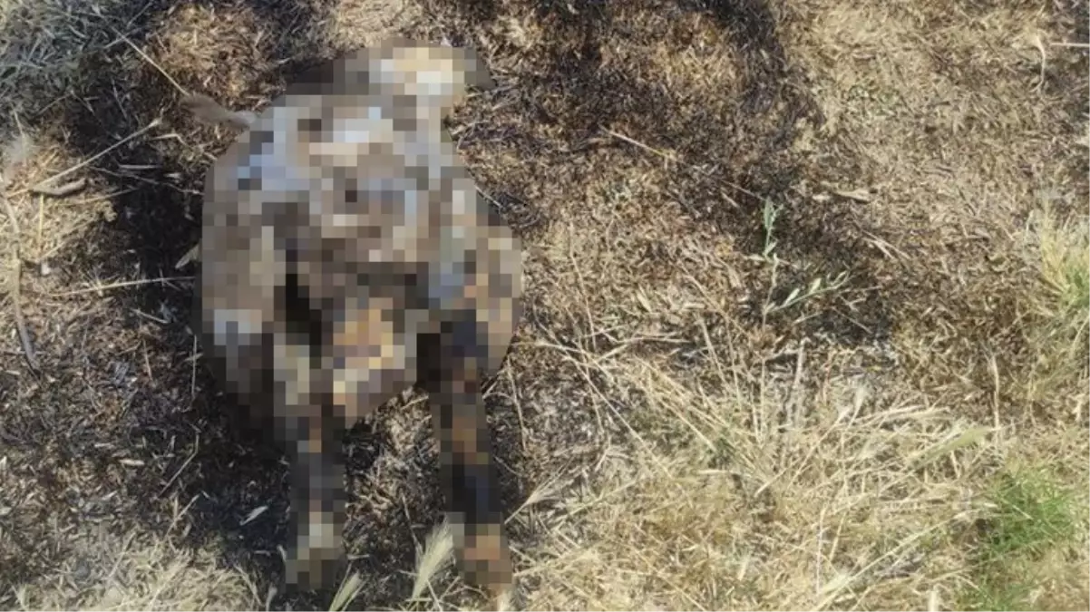 Kartalın trafoya konması nedeniyle çıkan yangında 1 milyon TL zarar meydana geldi