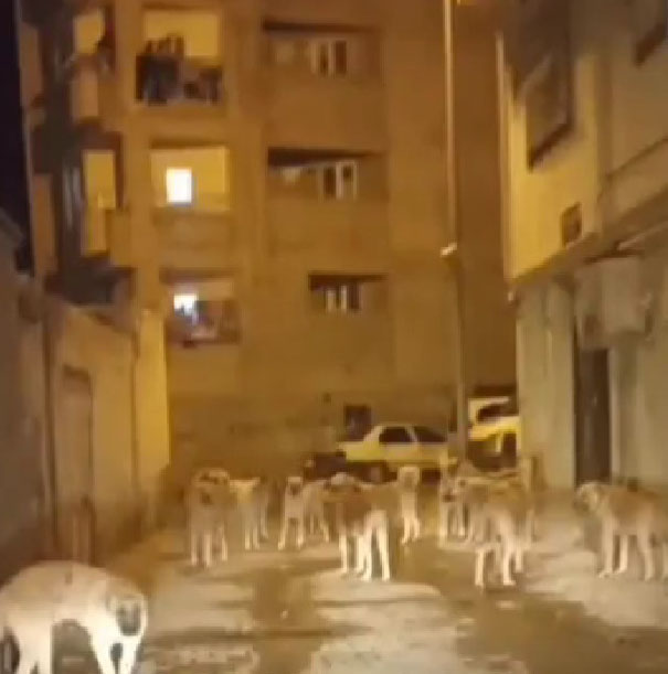 Kuduz karantinası uygulanan Siverek'te sokaklar köpek işgali altında! Vatandaşlar belediyeye tepkili