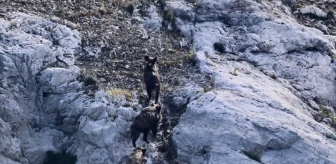 Kütahya'da Domuz Sürüsü Porsuk Barajı'nda Yüzerken Görüntülendi