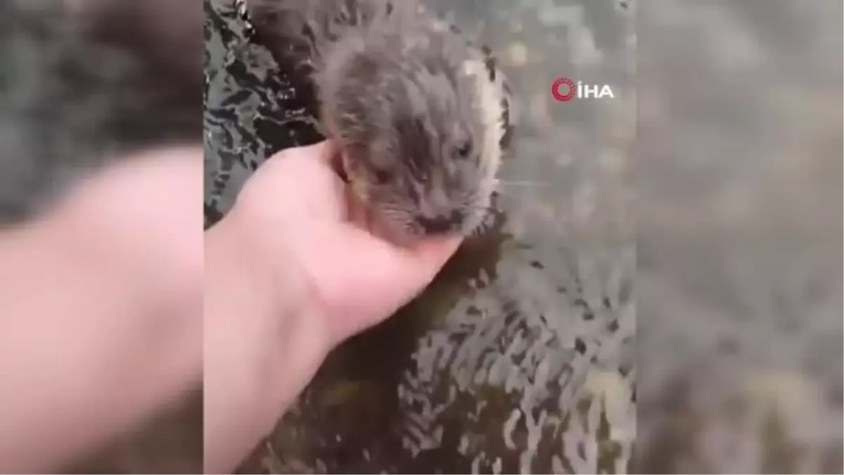 Nesli tükenmekte olan su samurunu derede buldular