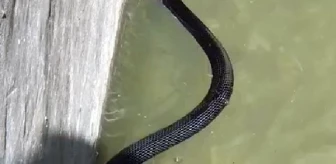İnşaat ustası havuza düşen yılanı kurtardı