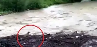 Düzce'de sağanak; dereler taştı, evleri su bastı (2)