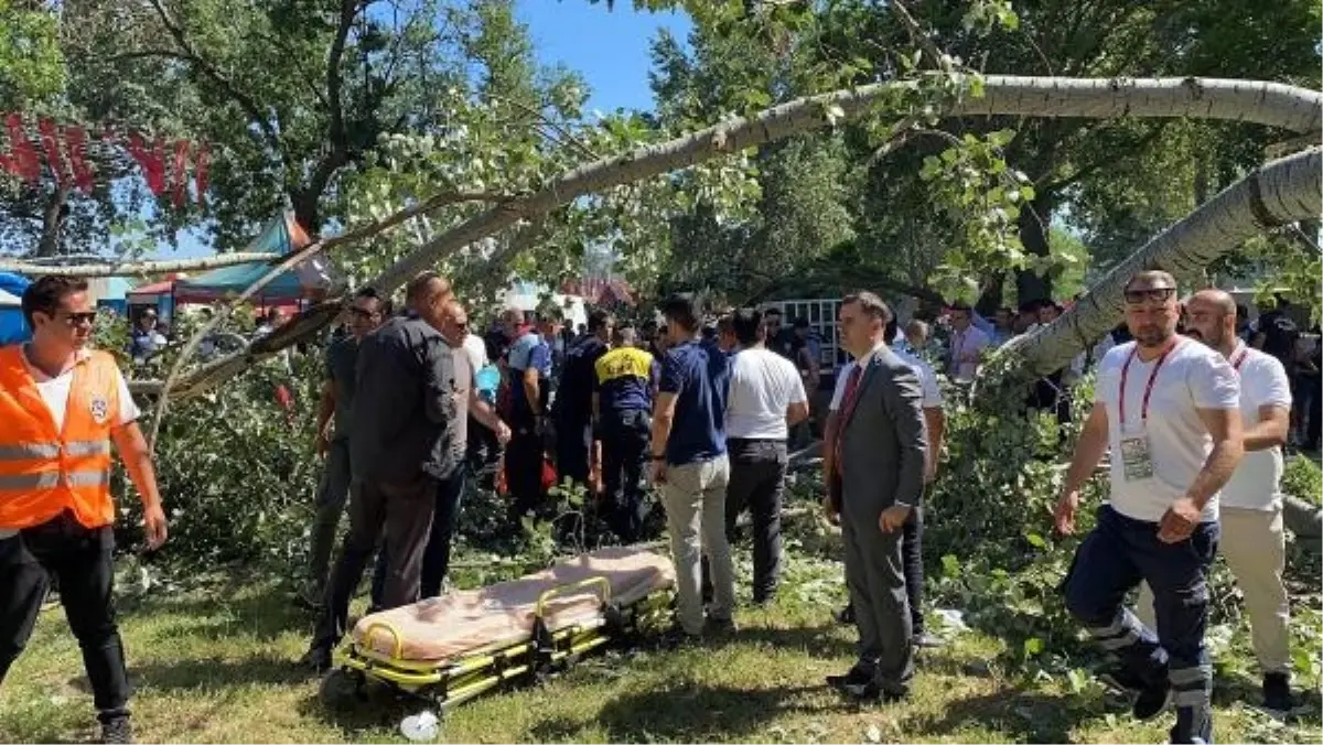 Kırkpınar Yağlı Güreşleri'nde ağaç devrildi, 2 kadın yaralandı