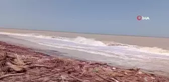 Akçakoca'da kıyıya vuran odunlar toplanarak kışlık yakacak oldu