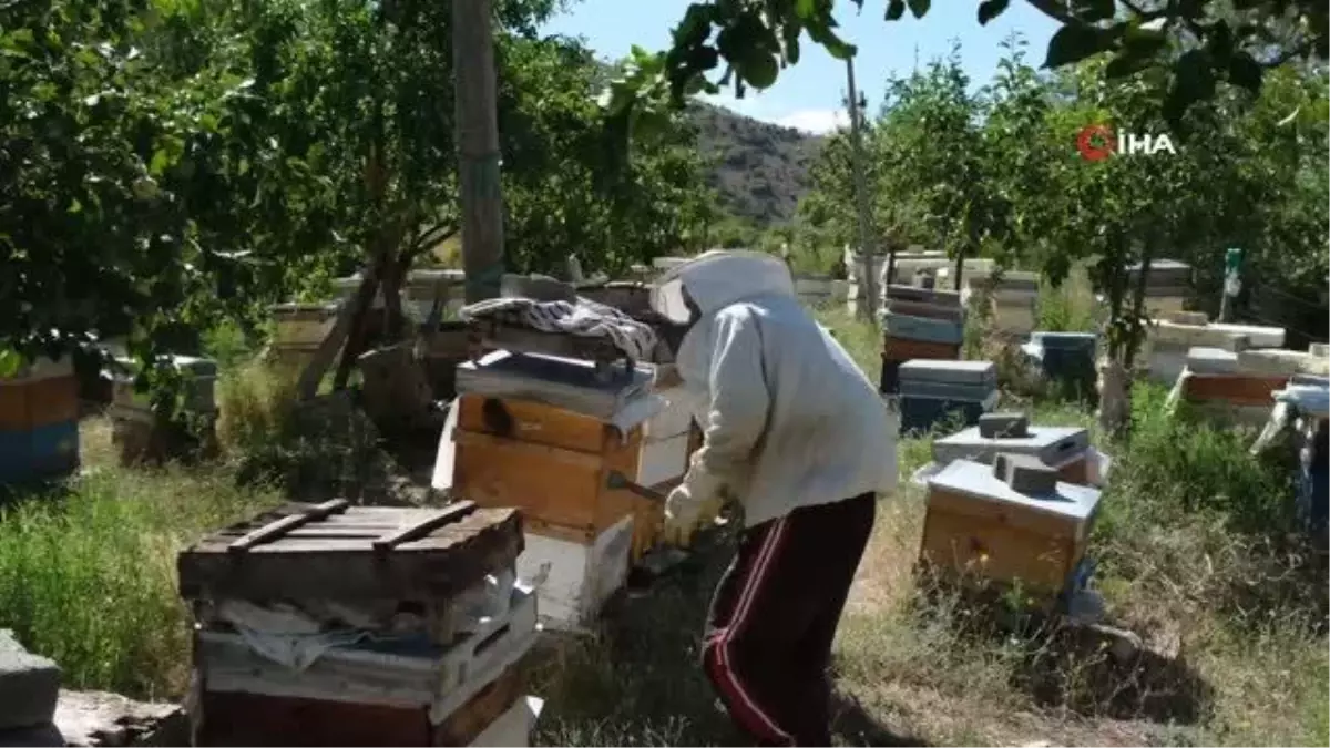 Arıcılar hasat için gün sayıyor