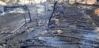 Çanakkale'de Ağıl Yangınında 150 Oğlak Öldü