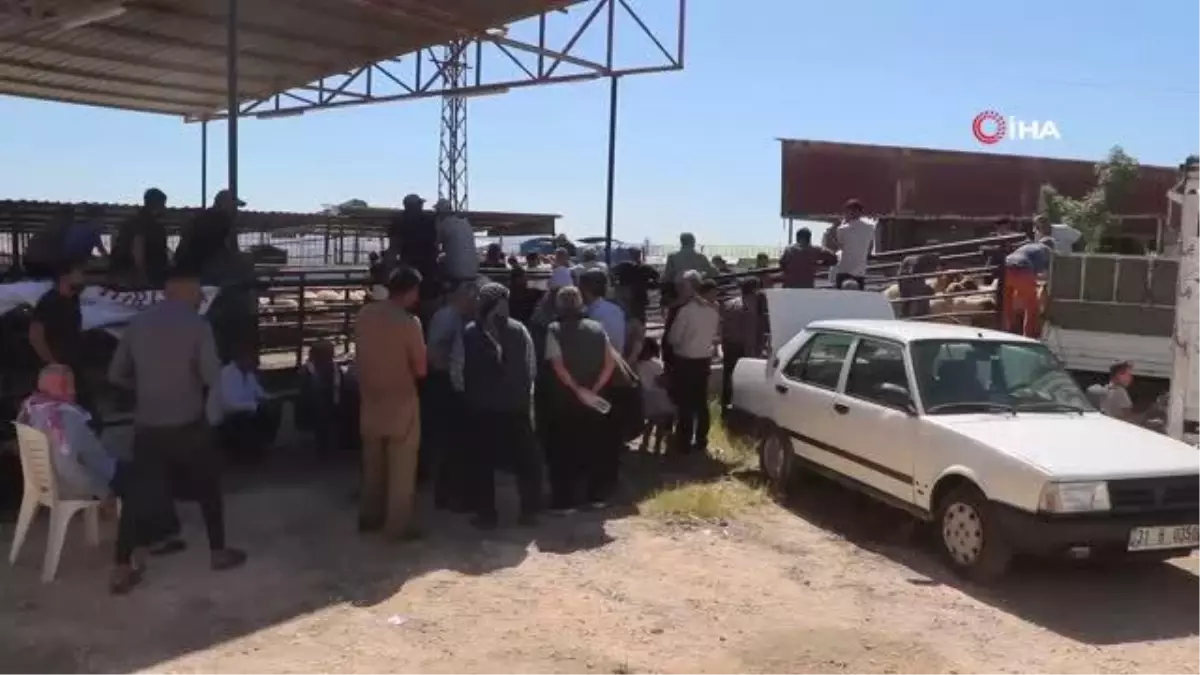 Depremin yaraları sarılıyor, enkaz kentte üreticilere küçükbaş hayvan dağıtıldı