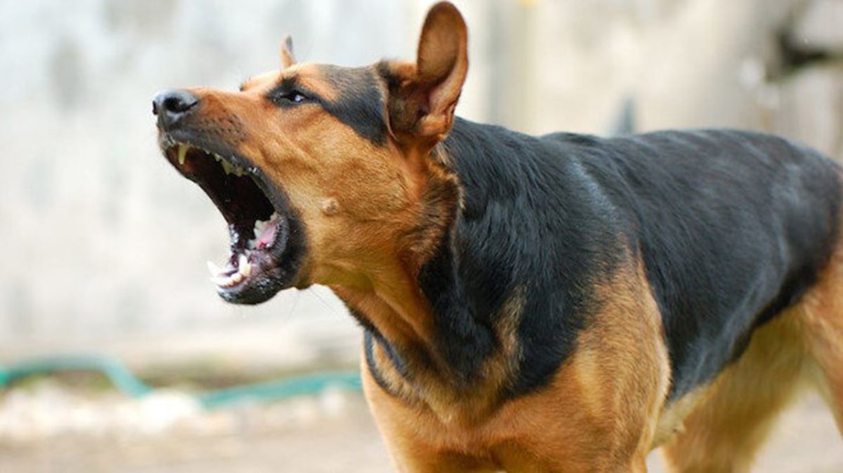 Sahipsiz köpeğin hedefi oldu! Motosikleti devrilen sürücü yaralandı