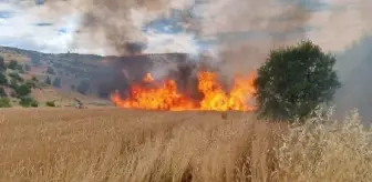 Tunceli'de Tarlada Çıkan Yangında 10 Dönüm Buğday Yandı