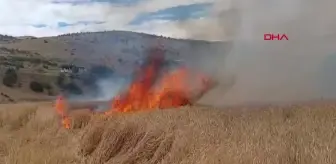 Tunceli'de Tarlada Çıkan Yangında 10 Dönüm Ekili Buğday Yandı