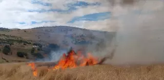 Tunceli'de çıkan yangında 10 dönümlük buğday tarlası zarar gördü