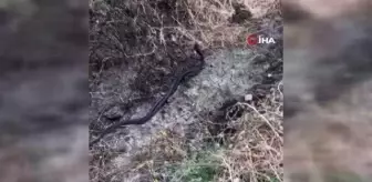 Yılanların çiftleşme dansı böyle görüntülendi