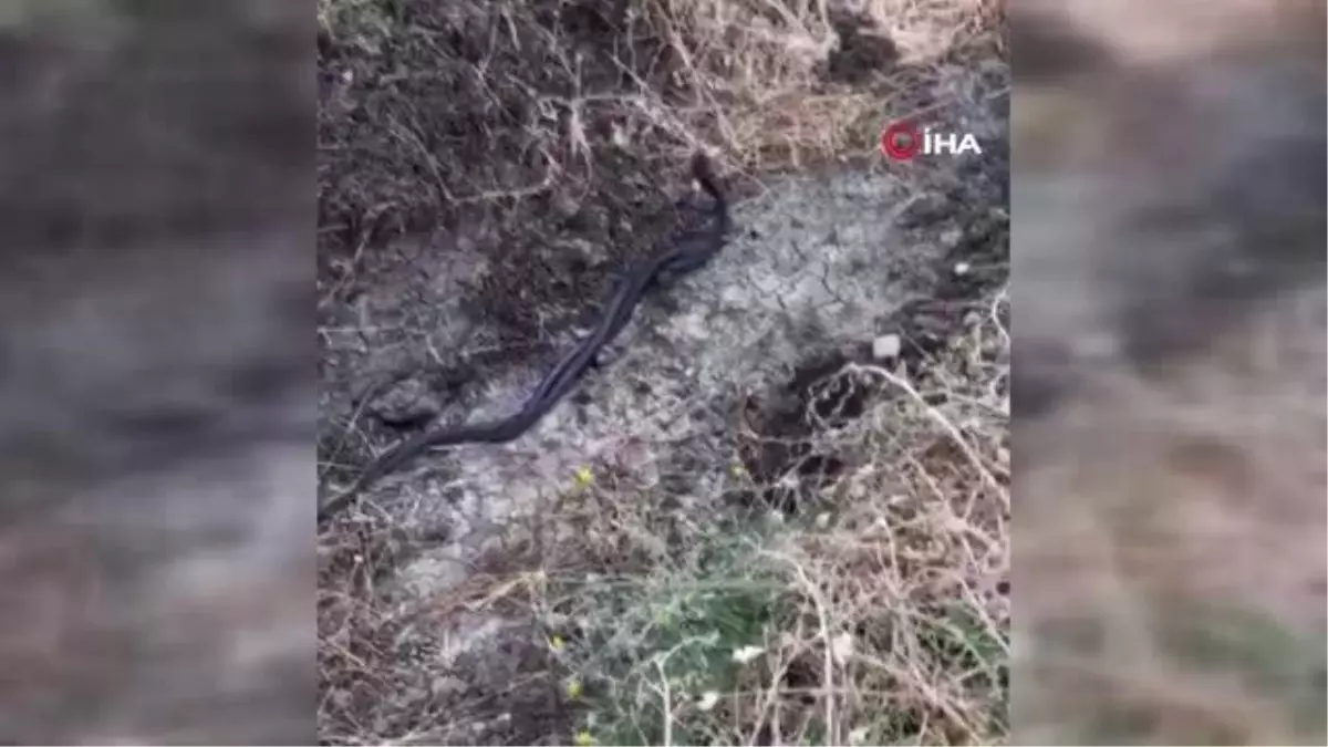 Yılanların çiftleşme dansı böyle görüntülendi