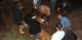 IĞDIR'da Dereye Düşen İnek Kurtarıldı