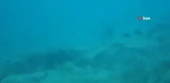 Akdeniz Tropikleşiyor: İlk ve Tek Karakter Değiştiren Deniz