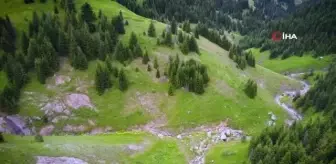 Nadir görülen beyaz boz ayı ve yavruları Artvin'de drone kamerasına yansıdı