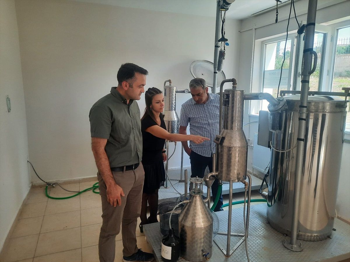 Amasya Üniversitesi'nde Lavanta Yağı Üretimi Başladı
