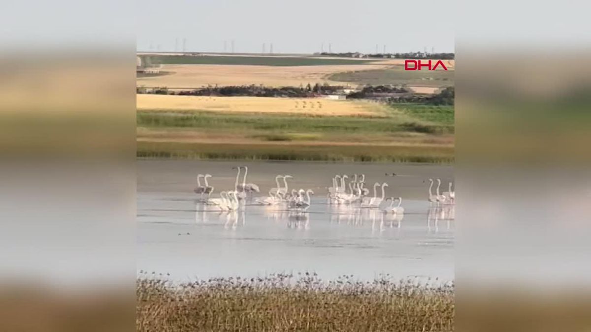Çorum'da 40 Flamingo Gözlendi
