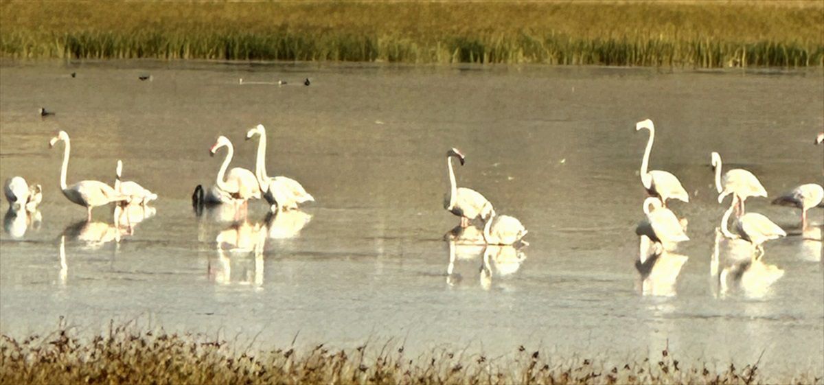 Çorum'da 40 Flamingo Gözlendi