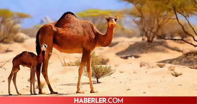 Develer hörgüçlerinde su depolar mı? Develer hörgüçlerinde ne depolar, deve suyu nerede topalar?