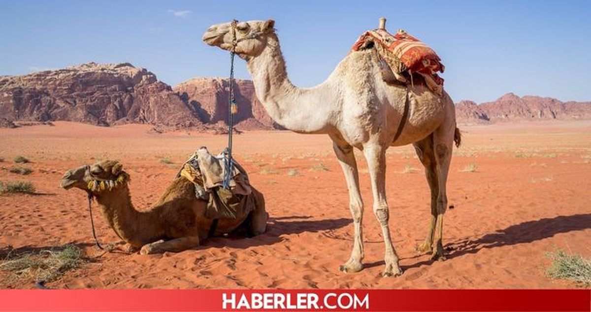 Develer hörgüçlerinde su depolar mı? Develer hörgüçlerinde ne depolar, deve suyu nerede topalar?