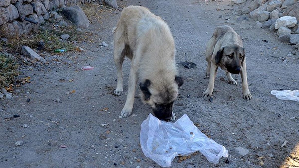 Elazığ'da başıboş sokak köpekleri kümese saldırdı, 10 tavuk telef oldu