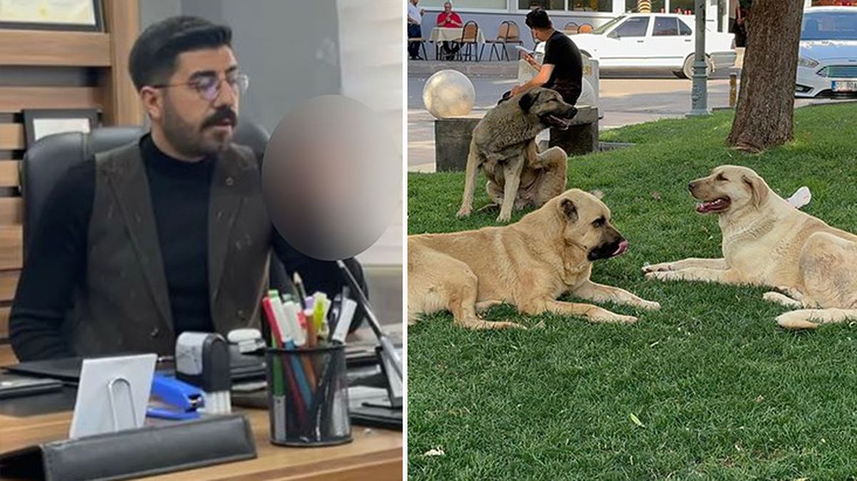 Kuduz köpeğin saldırınsa uğrayan genç mimar hayatını kaybetti