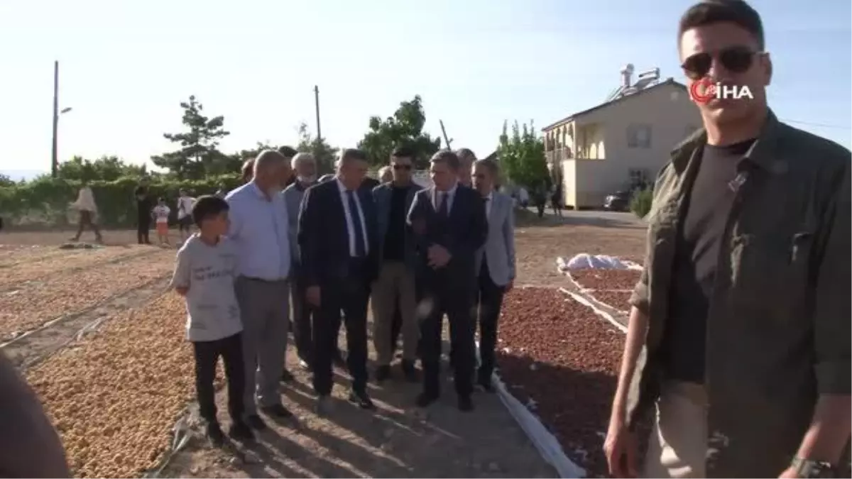 Malatya'da kayısı hasadı sürüyor, hedef 750 milyon dolarlık ihracat