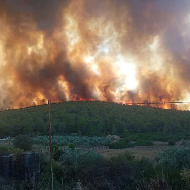 Milas'ta orman yangın! Havadan ve karadan müdahale ediliyor